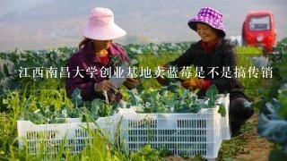 江西南昌大学创业基地卖蓝莓是不是搞传销