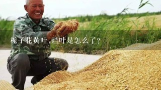 栀子花黄叶,烂叶是怎么了?