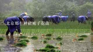 北京那有种植栀子花苗