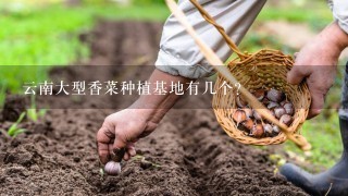 云南大型香菜种植基地有几个？