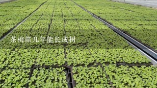 茶梅苗几年能长成树