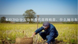 米经20公分5角枫香代苗移植苗，什么地方有出售