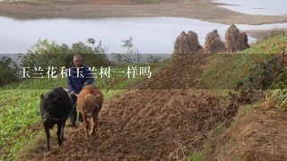 玉兰花和玉兰树1样吗