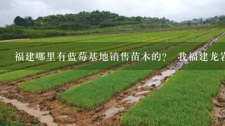 福建哪里有蓝莓基地销售苗木的？ 我福建龙岩的适合种什么品种？