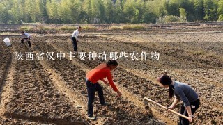 陕西省汉中主要种植哪些农作物