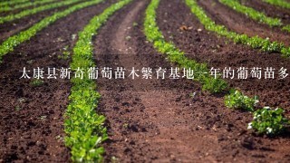 太康县新奇葡萄苗木繁育基地1年的葡萄苗多少钱