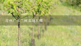 青州广玉兰树基地在哪