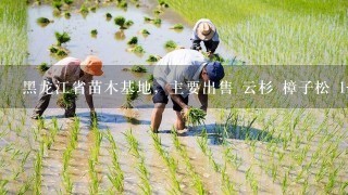 黑龙江省苗木基地，主要出售 云杉 樟子松 1-8年生，万亩苗木基地 供货安全