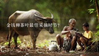 金钱柳茶叶最佳采摘时节？