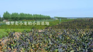 哪里卖小龙柏小苗基地