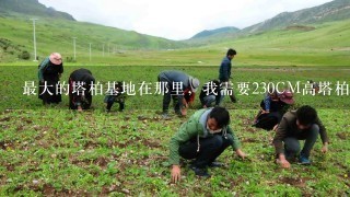 最大的塔柏基地在那里，我需要230CM高塔柏3000余棵，工地快开工了.