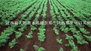 陕西最大的苗木基地在那？陕西那里可以买到树苗？陕西哪里卖红叶李？ 我是杨凌这边做绿化苗木繁育基地的。现在育有，红叶李 塔柏 大叶女贞 国槐 金叶女贞 红叶小檗 紫堇 木槿 连翘 紫叶矮樱 冬青 高山黄杨 牡丹 玫瑰 红叶碧桃 小叶女贞和1些营养钵绿化苗木，品种齐全有需要的朋友可