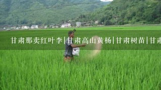 甘肃那卖红叶李|甘肃高山黄杨|甘肃树苗|甘肃侧柏|甘肃国槐|甘肃苗木基地|甘肃最大的苗木基地：基地常年销售：工程苗，农户种植小苗，占地苗木，塔柏，侧柏，刺柏，云山，红叶李，高山黄杨，红叶小檗，国槐，樱花，紫叶矮樱，月季，玫瑰，金叶女贞，连翘，红叶碧桃，冬青，白皮松，银杏，紫穗槐，