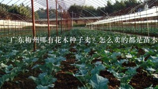 广东梅州哪有花木种子卖？怎么卖的都是苗木呀