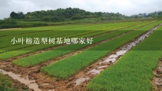 小叶榕造型树基地哪家好