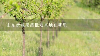 山东盆栽果苗批发基地在哪里