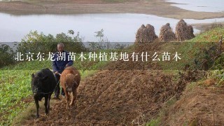 北京东龙湖苗木种植基地有什么苗木