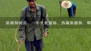 新疆杨树苗，1年生新疆杨，西藏新疆杨，哪里有买的？
