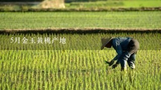 5月金玉黄桃产地