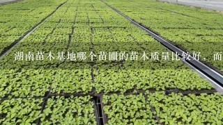 湖南苗木基地哪个苗圃的苗木质量比较好，而且苗木价格比较实惠！