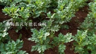 茶梅苗几年能长成树