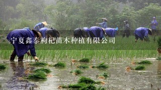 宁夏鑫泰枸杞苗木种植有限公司