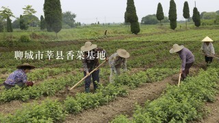 聊城市莘县香菜基地