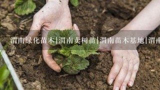 渭南绿化苗木|渭南卖树苗|渭南苗木基地|渭南红叶李|渭南在哪买树苗。基地常年销售：工程苗，农户种植小苗，占地苗木，塔柏，侧柏，刺柏，云山，红叶李，高山黄杨，红叶小檗，国槐，樱花，紫叶矮樱，月季，玫瑰，金叶女贞，连翘，红叶碧桃，冬青，白皮松，银杏，紫穗槐，红叶石楠，营养钵苗木。请问