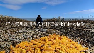 广西贺州富川火龙果种植基地在什么位置