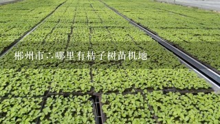 郴州市∴哪里有桔子树苗机地