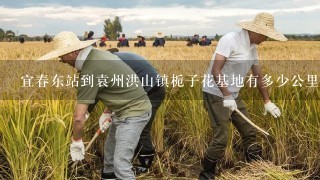 宜春东站到袁州洪山镇栀子花基地有多少公里