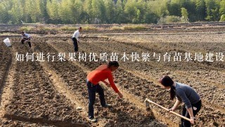 如何进行梨果树优质苗木快繁与育苗基地建设？