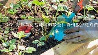 >> 青州草花基地哪的最全！青州俊杰花卉苗木基地