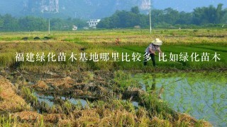 福建绿化苗木基地哪里比较多 比如绿化苗木 绿化小袋苗出售品种比较多的