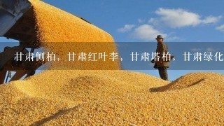 甘肃侧柏，甘肃红叶李，甘肃塔柏，甘肃绿化苗木基地|甘肃卖树苗|| 常年主营：塔柏，红叶小檗，连翘，国槐，高山黄杨，红叶李，雪松，樱花，紫叶矮樱，金叶女贞，小叶女贞，水蜡，广玉兰，冬青，等