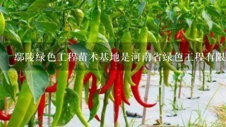 鄢陵绿色工程苗木基地是河南省绿色工程有限公司的苗木基地吗？