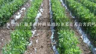 秦皇岛广源韭菜种植基地的韭菜是无公害的吗？