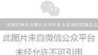 美国红枫在安徽长安采叶苗木基地的苗圃怎么样？听说不错，想问问大家怎么看？