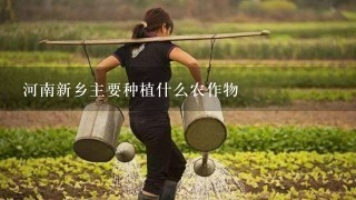 河南新乡主要种植什么农作物