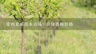 常州夏溪苗木市场10公分香樟价格