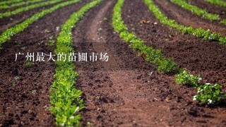 广州最大的苗圃市场