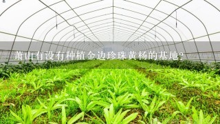 萧山有没有种植金边珍珠黄杨的基地？