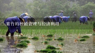 紫竹的种植管理与经济利用