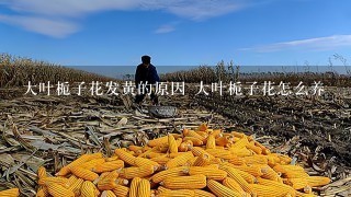 大叶栀子花发黄的原因 大叶栀子花怎么养