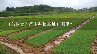 山东最大的苗木种植基地在哪里?