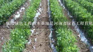 鄢陵绿色工程苗木基地是河南省绿色工程有限公司的苗木基地吗？