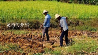 龙柏的介绍