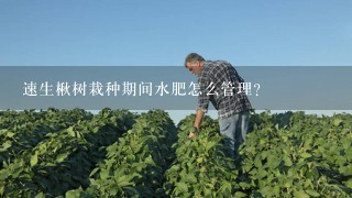 速生楸树栽种期间水肥怎么管理？