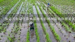 保定沃农绿化苗木基地火炬树树苗的价格是多少？听说他们那边的苗木不错