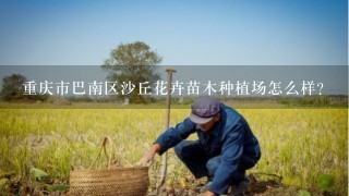 重庆市巴南区沙丘花卉苗木种植场怎么样？